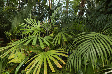 Fototapeta premium closeup nature view of green leaf and palms background. Flat lay, dark nature concept, tropical leaf