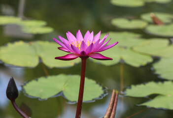 Close-up floral pattern as background Charming bloom of red lotus or water lily on a dark background