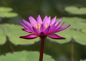 Close-up floral pattern as background Charming bloom of red lotus or water lily on a dark background