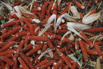 close up of a pile of dried cores of corn