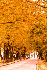 ioannina city in autumn season plane trees with yellow leaves