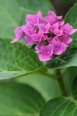 ピンク色の紫陽花