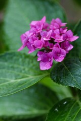 ピンク色の紫陽花