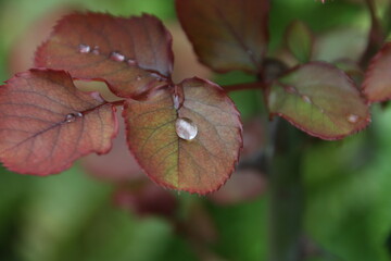 Gota en Hoja de Rosal