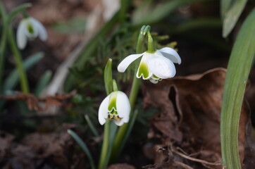 Blooming double snowdrop Galanthus 'Dionysus'