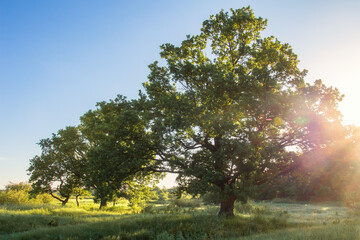 Fototapeta na wymiar Summer morning landscape with vivid sunbeams. Green nature with the big tree on the fresh meadow