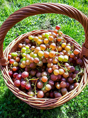 Homegrown clusters of ripe colorful grapes from the garden in the basket on the ground in bright...