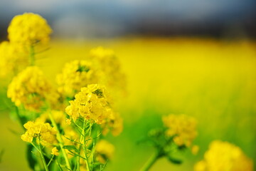 黄色い絨毯の上で