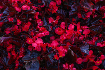 floral background. red flowers on a black background.
