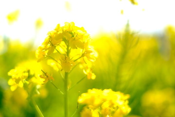 Obraz premium field of flowers