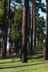 Pine trees in the park, Parque ambiental do Buçaquinho, Esmoriz, Portugal,