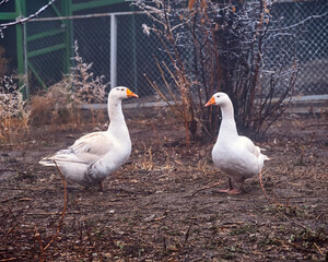 Two funny white geese on the farm