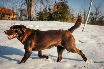 A brown horse standing next to a dog a Labrador