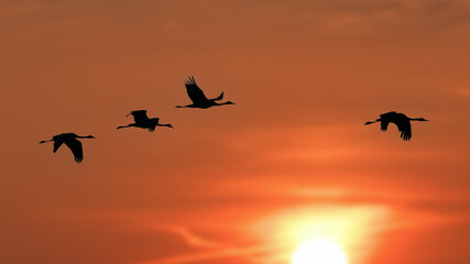 Kraniche im Sonnenuntertgang