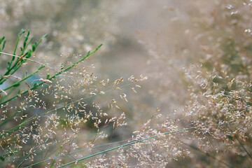 Der Waldboden mit Gras bedeckt