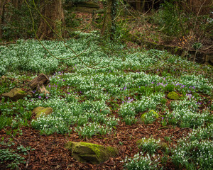 Snowdrops are hardy plants that come into bloom towards the end of winter and signal that Spring is...