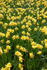 Fototapeta premium Many yellow daffodils over head