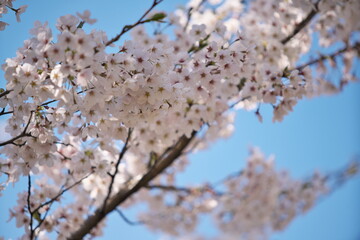 空に溶けこむ桜の花
