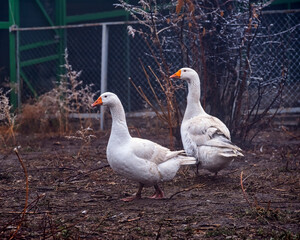 Two funny white geese on the farm