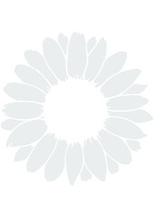 Daisy, Flower, Nature, Summer