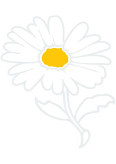 Daisy, Flower, Nature, Summer