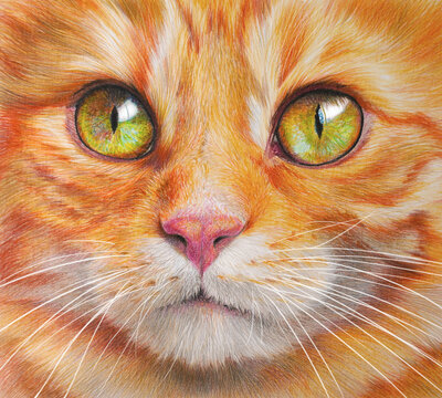 Colorful handdrawing portrait of a cat. Pet on white background. Realistic handdrawing