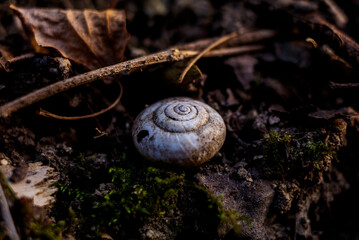 Snail shell in a wood