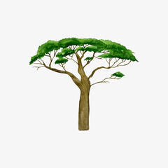 Watercolor illustration of african tree. Knob Thorn tree. Handrawn colored green illustration isolated on white backgroud.