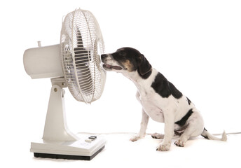 Jack Russell Terrier