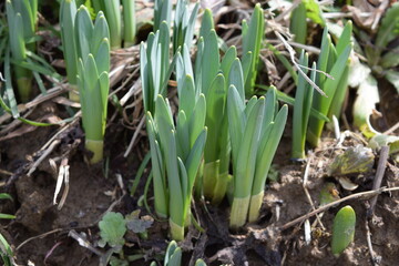 Obraz premium スイセンの芽吹き