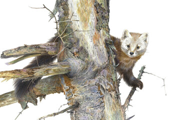 Color pencil drawing. Marten on an old tree Isolated on a white background. Realistic illustration