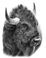 Monochrome portrait of a bison, buffalo isolated on white bacground. Drawing with watercolor pencils © Анастасия Фирсова