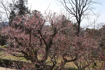 高知城の梅の花