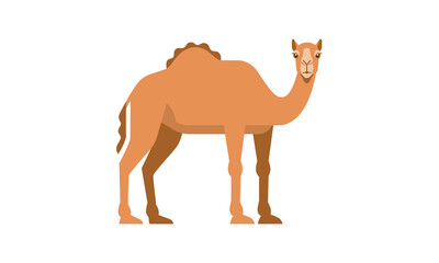 Middle East native animal dromedary camel (Camelus dromedarius) side angle view, flat style vector illustration isolated on white background