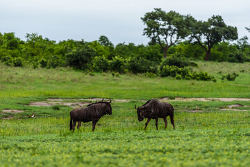 Naklejka na ściany i meble The blue wildebeest (Connochaetes taurinus), also called the common wildebeest in Kruger NP, South Africa.