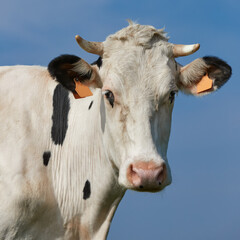 Portrait of a cow against a blue sky