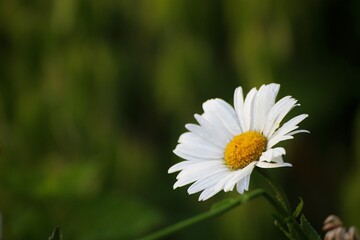 ladybug on daisy