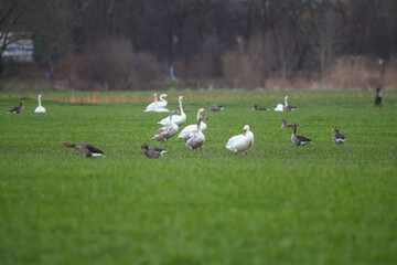 Schwäne und Graugänse auf einem Feld Fraßschädten durch Gänse