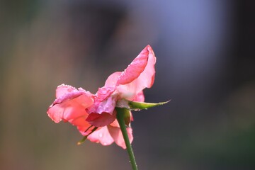 red rose flower