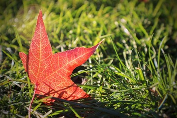 maple leaf on grass
