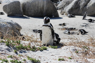 Naklejka premium Brillenpinguine am Boulders Beach, Südafrika