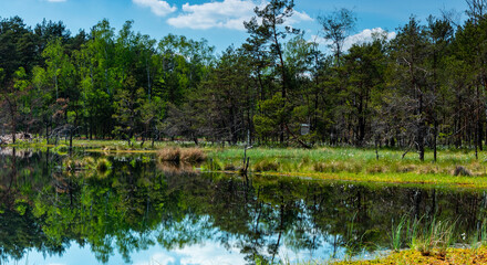 Fototapeta na wymiar the beginning of summer in the swamps
