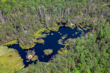 the beginning of summer in the swamps