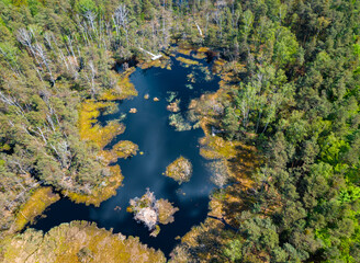 the beginning of summer in the swamps