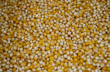 Lots of ripe, dry corn kernels for popcorn. Yellow background