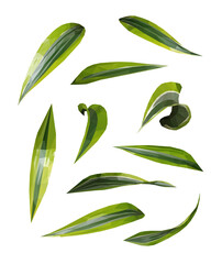 Vector fresh green dracaena leaves set isolated on white background. Detailed and accurate design elements in low poly style and different positions.