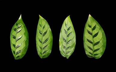 Vector fresh green dracaena leaves set isolated on black  background. Detailed and accurate design elements in low poly style and different positions.