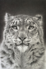 Portrait of a snow leopard. Realistic detailed drawing of an animal.