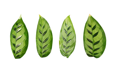 Vector fresh green dracaena leaves set isolated on white background. Detailed and accurate design elements in low poly style and different positions.