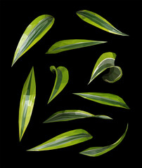 Vector fresh green dracaena leaves set isolated on black background. Detailed and accurate design elements in low poly style and different positions.